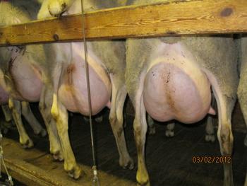 Milchschafe bei der Melkung